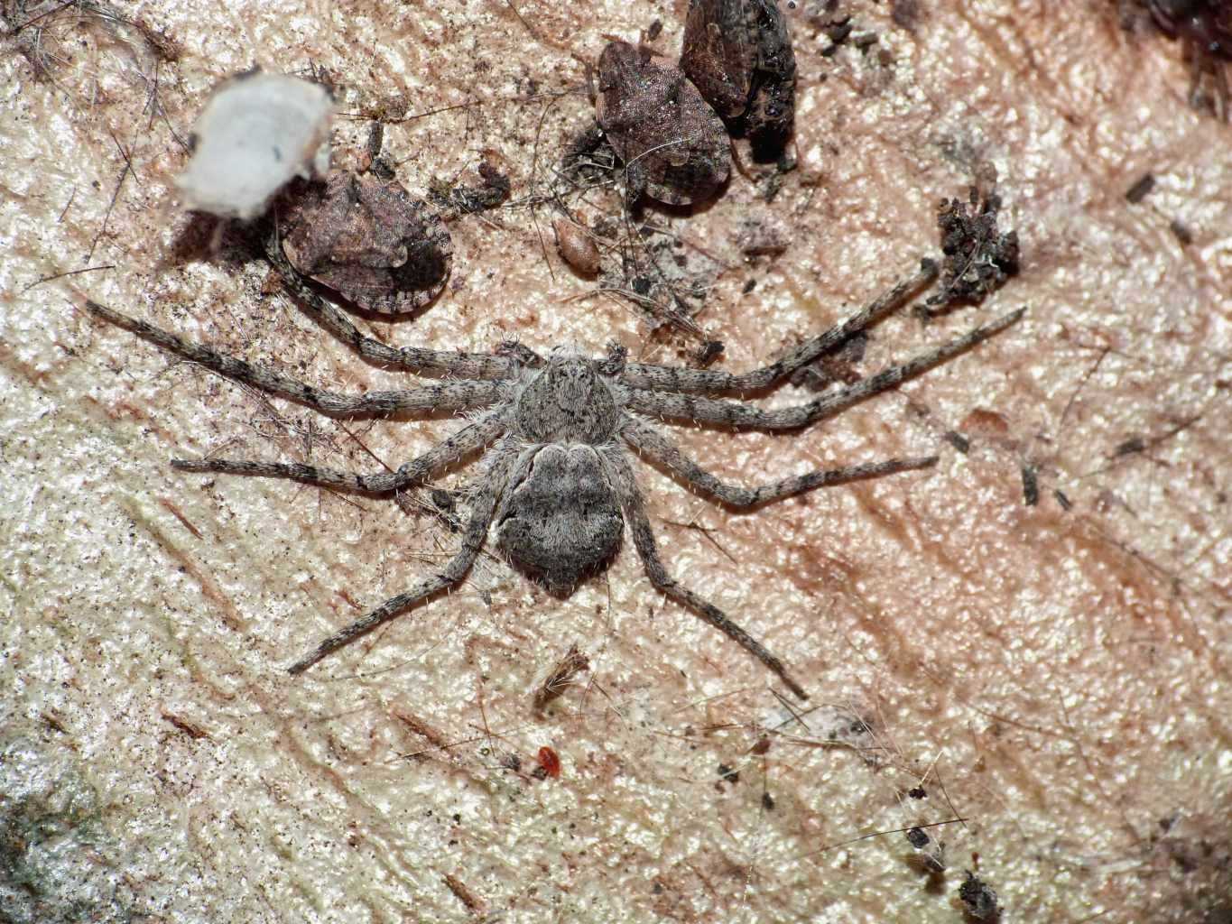 Philodromus margaritatus, il ragno pi piatto - Torrimpietra